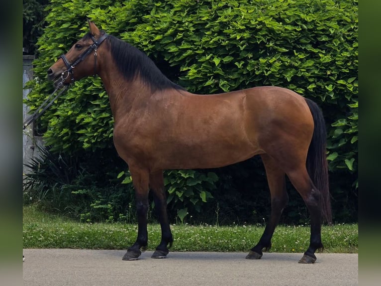 Altri pony/cavalli di piccola taglia Giumenta 7 Anni 138 cm in Deggendorf