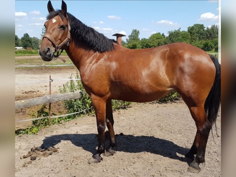 Altri pony/cavalli di piccola taglia Giumenta 7 Anni 143 cm Baio in Berlin