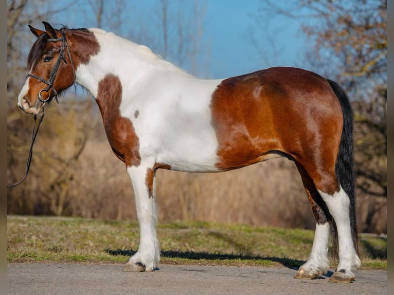 Altri pony/cavalli di piccola taglia Giumenta 7 Anni 144 cm in Deggendorf