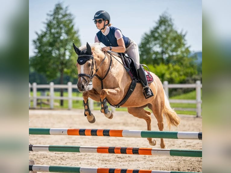 Altri pony/cavalli di piccola taglia Giumenta 7 Anni 144 cm Palomino in Prag