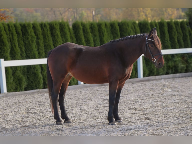 Altri pony/cavalli di piccola taglia Giumenta 7 Anni 145 cm Baio in Schwäbisch Hall