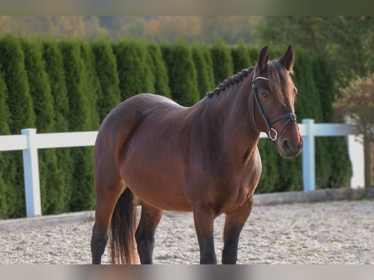 Altri pony/cavalli di piccola taglia Giumenta 7 Anni 145 cm Baio in Schwäbisch Hall