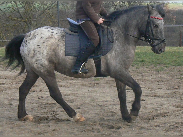 Altri pony/cavalli di piccola taglia Giumenta 7 Anni 145 cm Leopard in Frauenprießnitz