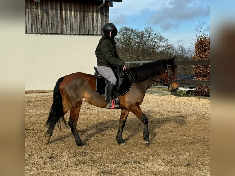 Altri pony/cavalli di piccola taglia Mix Giumenta 7 Anni 146 cm Baio in Daleiden