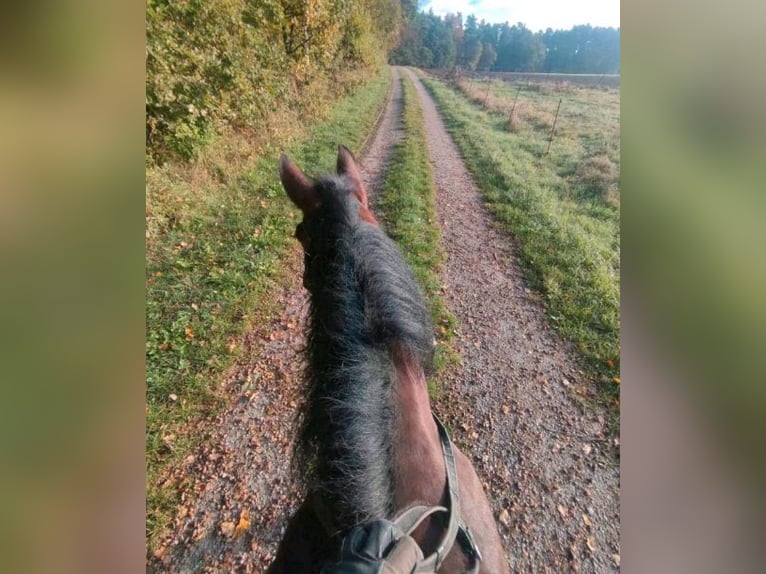 Altri pony/cavalli di piccola taglia Mix Giumenta 7 Anni 148 cm Baio in Dentlein am Forst