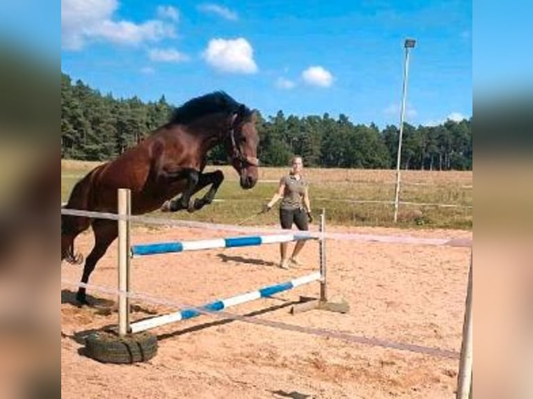 Altri pony/cavalli di piccola taglia Mix Giumenta 7 Anni 148 cm Baio in Dentlein am Forst