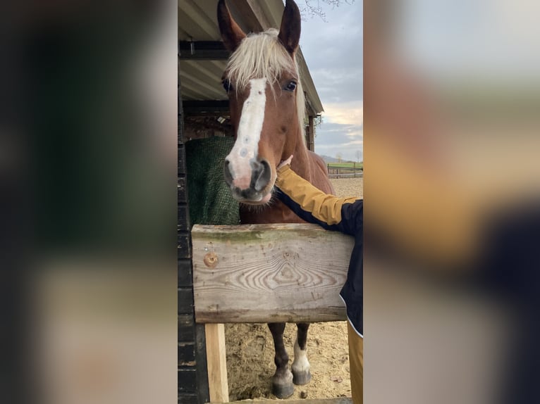 Altri pony/cavalli di piccola taglia Giumenta 7 Anni 150 cm Sauro in Knüllwald