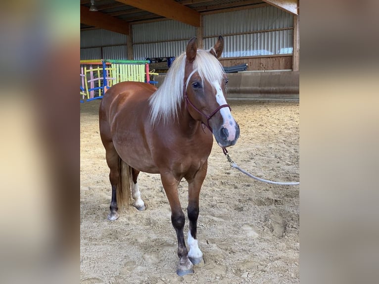 Altri pony/cavalli di piccola taglia Giumenta 7 Anni 150 cm Sauro in Knüllwald