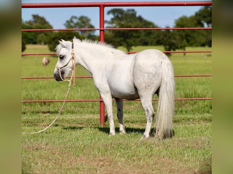 Altri pony/cavalli di piccola taglia Giumenta 7 Anni Grigio in Grand Saline