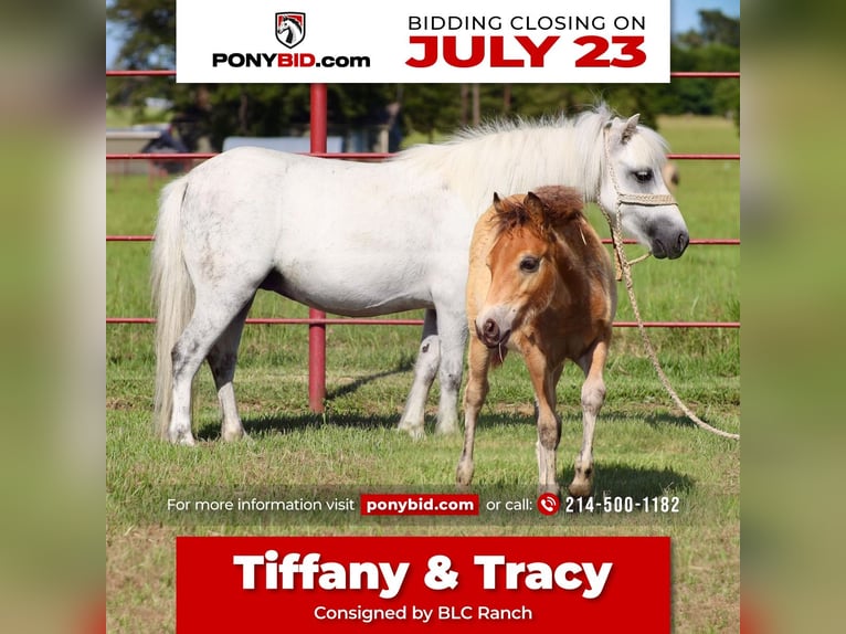 Altri pony/cavalli di piccola taglia Giumenta 7 Anni Grigio in Grand Saline