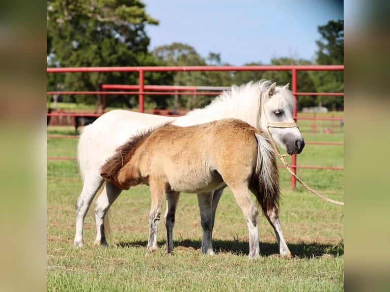 Altri pony/cavalli di piccola taglia Giumenta 7 Anni Grigio in Grand Saline