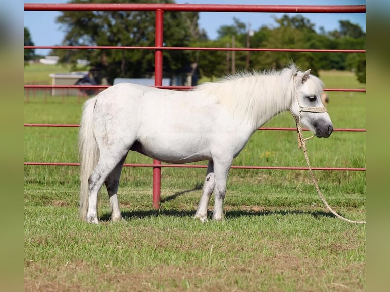 Altri pony/cavalli di piccola taglia Giumenta 7 Anni Grigio in Grand Saline