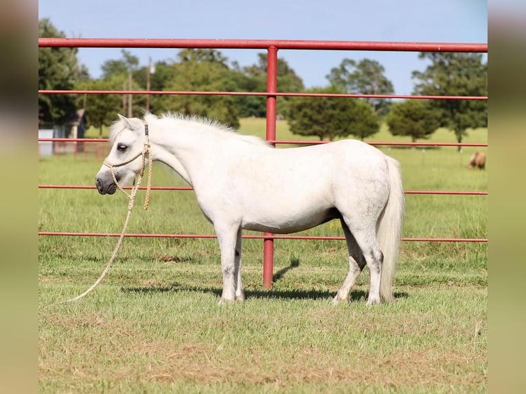 Altri pony/cavalli di piccola taglia Giumenta 7 Anni Grigio in Grand Saline