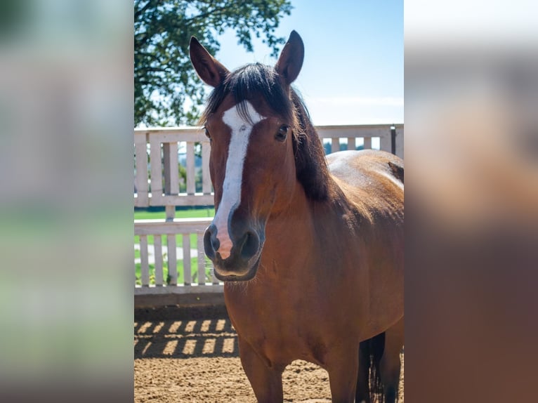 Altri pony/cavalli di piccola taglia Giumenta 8 Anni 140 cm Baio in Maisach