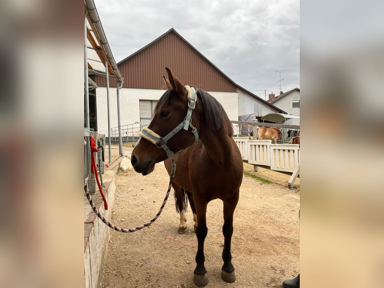 Altri pony/cavalli di piccola taglia Giumenta 8 Anni 140 cm Baio in Maisach