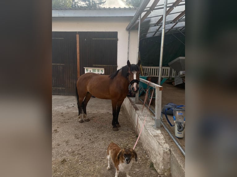 Altri pony/cavalli di piccola taglia Giumenta 8 Anni 140 cm Baio in Maisach