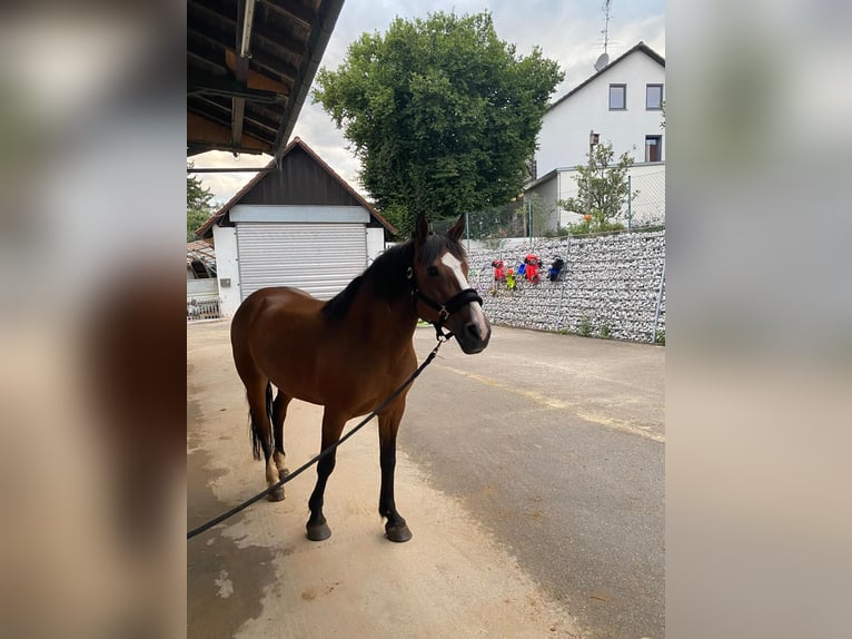 Altri pony/cavalli di piccola taglia Giumenta 8 Anni 140 cm Baio in Maisach