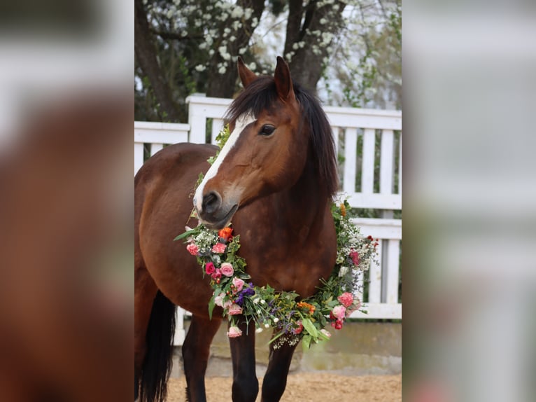 Altri pony/cavalli di piccola taglia Giumenta 8 Anni 140 cm Baio in Maisach