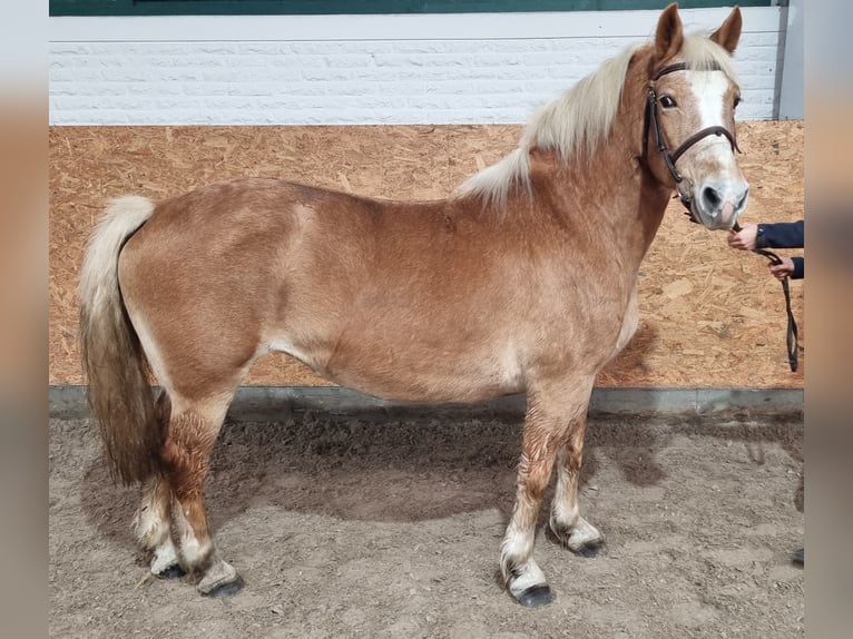 Altri pony/cavalli di piccola taglia Giumenta 8 Anni 142 cm Sauro in Wettrup