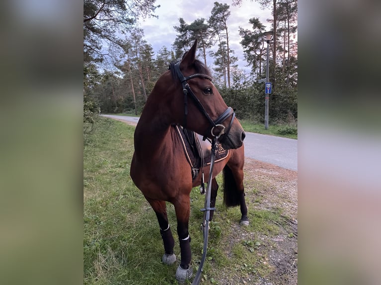 Altri pony/cavalli di piccola taglia Giumenta 8 Anni 146 cm Baio in Neumarkt in der Oberpfalz