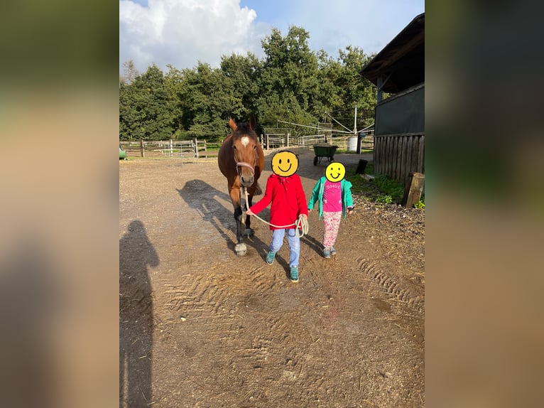 Altri pony/cavalli di piccola taglia Giumenta 8 Anni 146 cm Baio in Neumarkt in der Oberpfalz