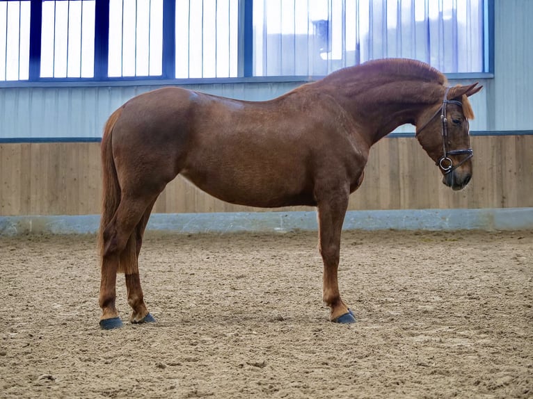 Altri pony/cavalli di piccola taglia Giumenta 8 Anni 155 cm Sauro in Dohren