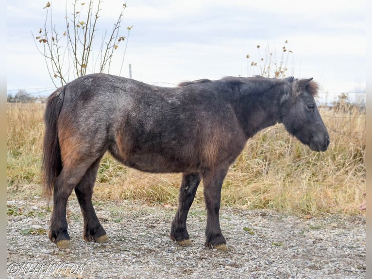 Altri pony/cavalli di piccola taglia Giumenta 8 Anni 99 cm Roano blu in Rigby