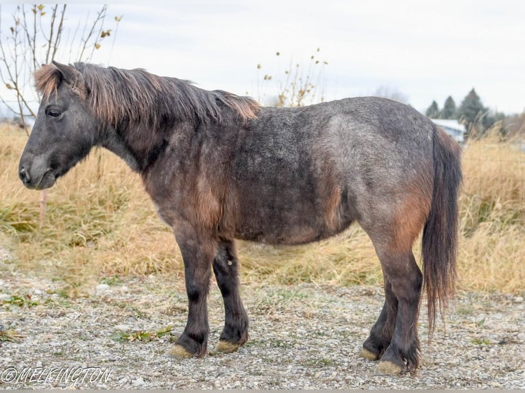 Altri pony/cavalli di piccola taglia Giumenta 8 Anni 99 cm Roano blu in Rigby