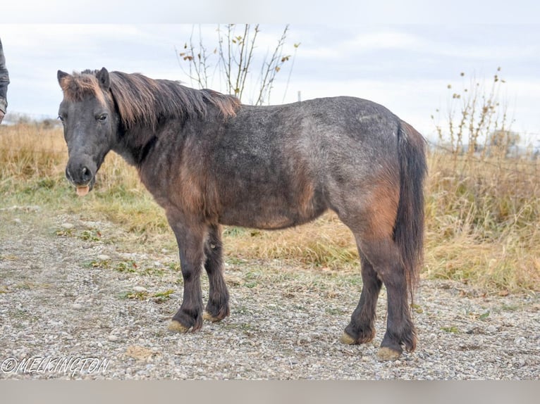 Altri pony/cavalli di piccola taglia Giumenta 8 Anni 99 cm Roano blu in Rigby