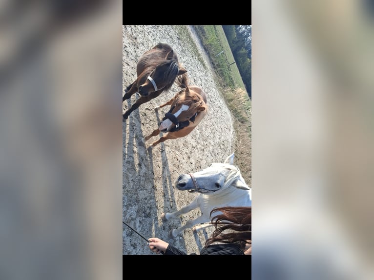 Altri pony/cavalli di piccola taglia Giumenta 8 Anni Sauro in Krumbach