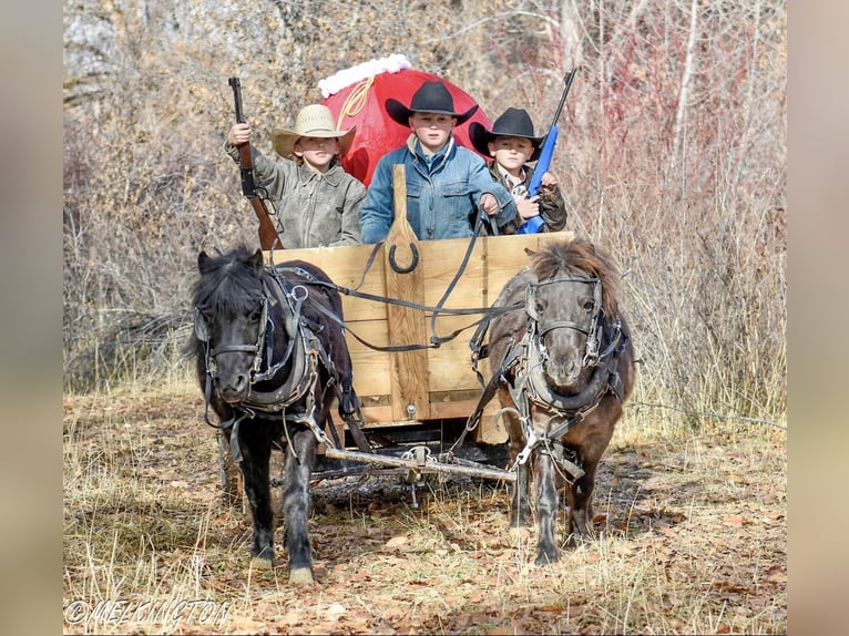 Altri pony/cavalli di piccola taglia Giumenta 9 Anni 109 cm Morello in Rigby