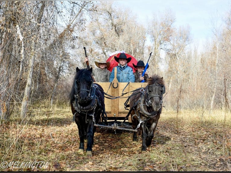 Altri pony/cavalli di piccola taglia Giumenta 9 Anni 109 cm Morello in Rigby