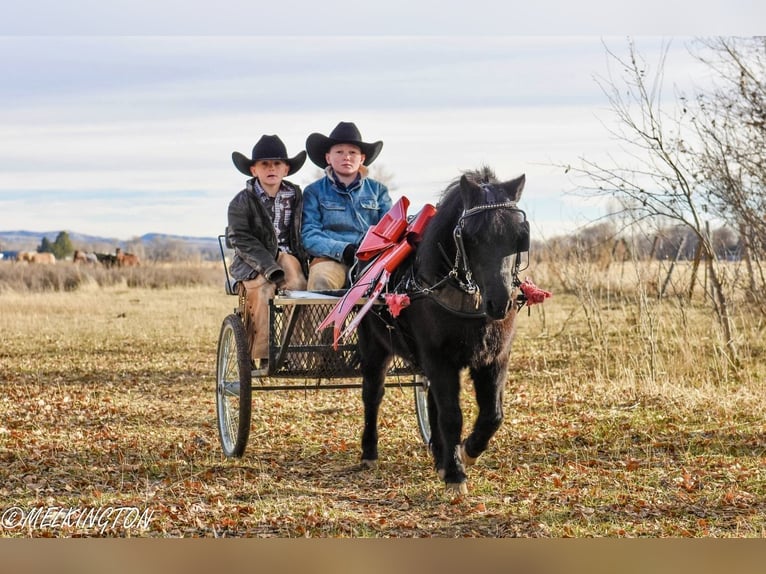 Altri pony/cavalli di piccola taglia Giumenta 9 Anni 109 cm Morello in Rigby