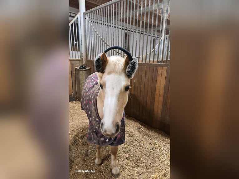 Altri pony/cavalli di piccola taglia Giumenta 9 Anni 114 cm Palomino in Czech Republic