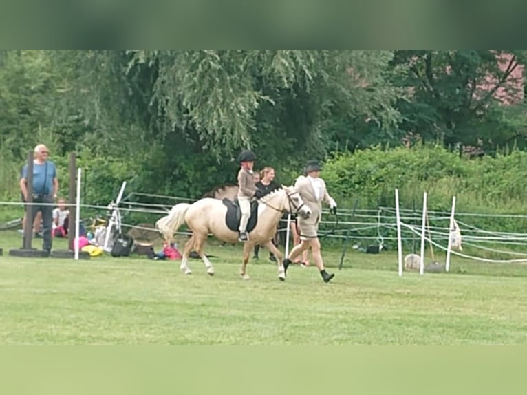 Altri pony/cavalli di piccola taglia Giumenta 9 Anni 114 cm Palomino in Czech Republic