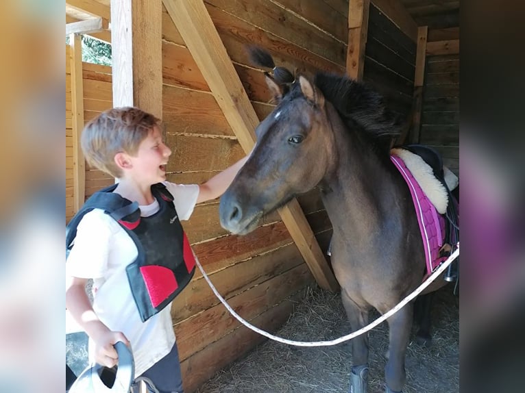 Altri pony/cavalli di piccola taglia Giumenta 9 Anni 120 cm Può diventare grigio in Bieszkowice