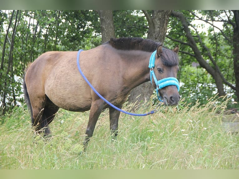 Altri pony/cavalli di piccola taglia Giumenta 9 Anni 120 cm Può diventare grigio in Bieszkowice