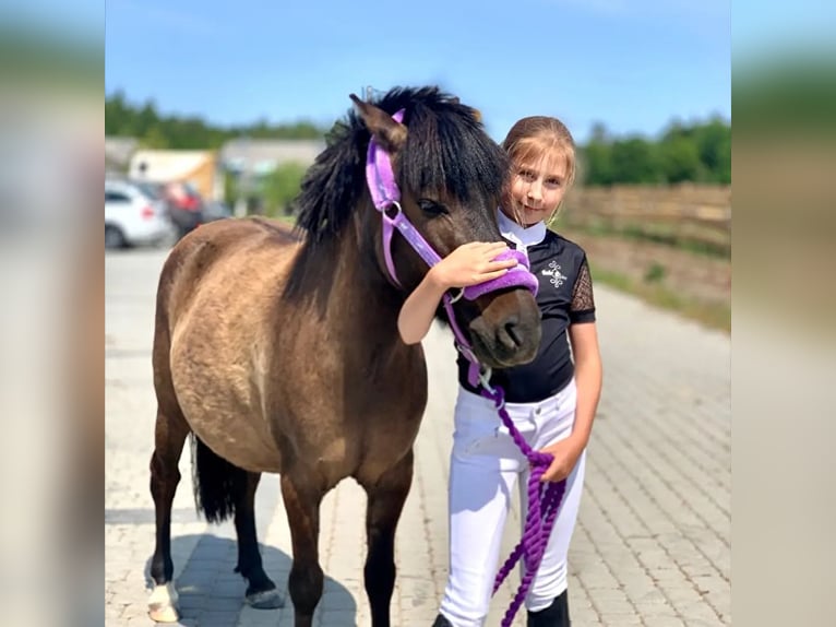 Altri pony/cavalli di piccola taglia Giumenta 9 Anni 120 cm Può diventare grigio in Bieszkowice