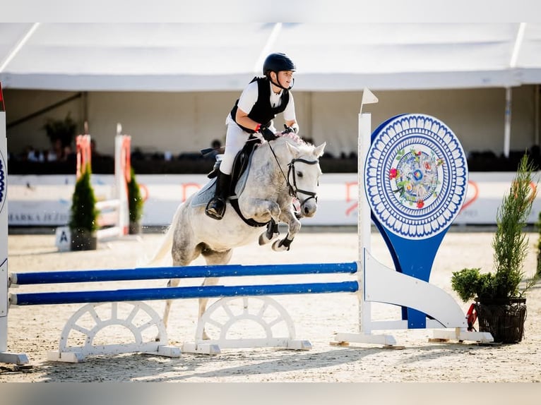 Altri pony/cavalli di piccola taglia Giumenta 9 Anni 125 cm in Czempiń