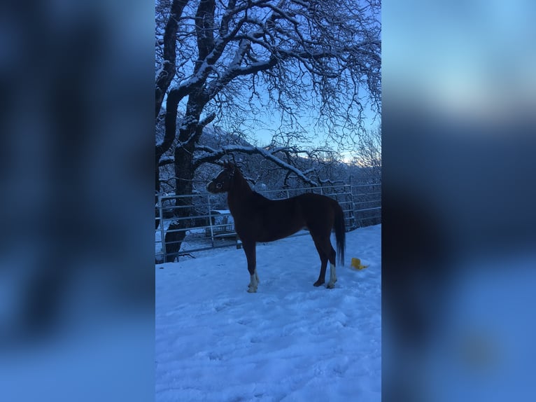 Altri pony/cavalli di piccola taglia Giumenta 9 Anni 125 cm Sauro in St. Johann im Pongau