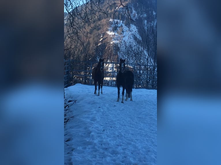 Altri pony/cavalli di piccola taglia Giumenta 9 Anni 125 cm Sauro in St. Johann im Pongau