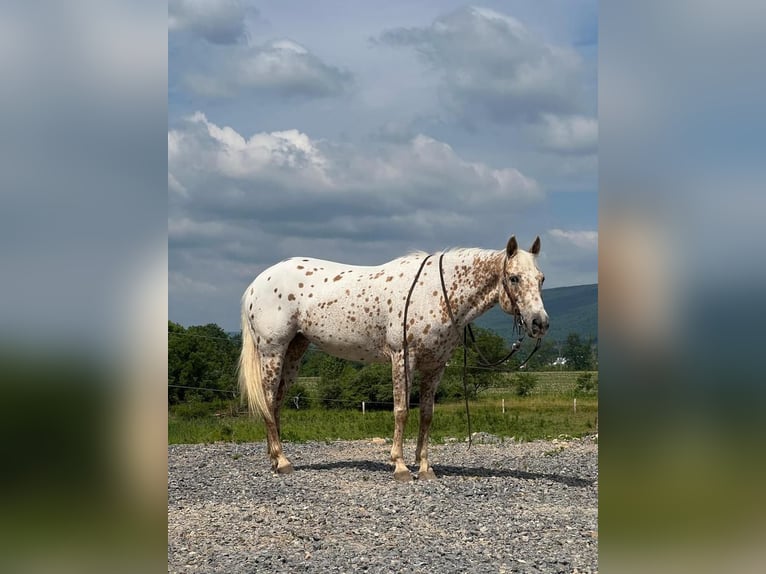 Altri pony/cavalli di piccola taglia Giumenta 9 Anni 137 cm in Allenwood, PA