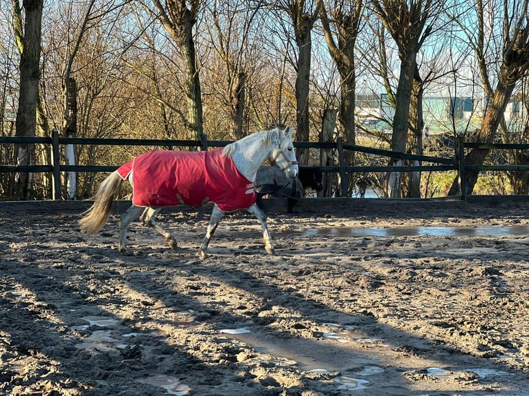 Altri pony/cavalli di piccola taglia Giumenta 9 Anni 150 cm Grigio trotinato in Wateringen