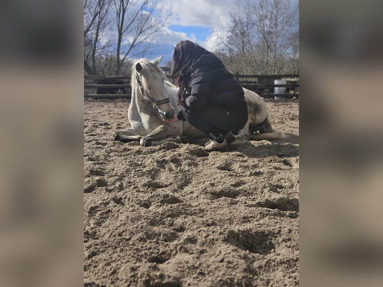 Altri pony/cavalli di piccola taglia Giumenta 9 Anni 150 cm Grigio trotinato in Wateringen