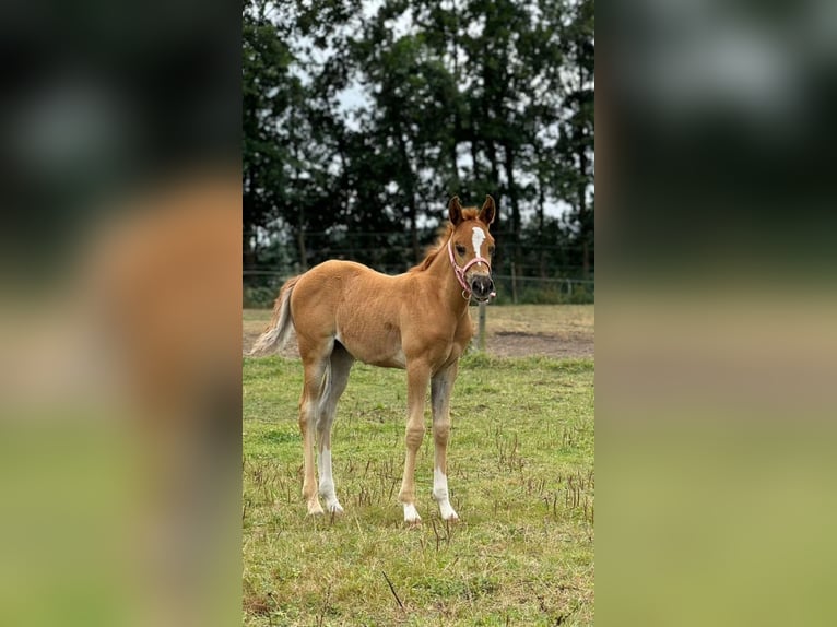 Altri pony/cavalli di piccola taglia Mix Giumenta Puledri (07/2024) 112 cm Sauro scuro in Goes