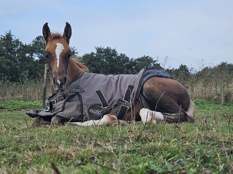 Altri pony/cavalli di piccola taglia Mix Giumenta Puledri (07/2024) 112 cm Sauro scuro in Goes