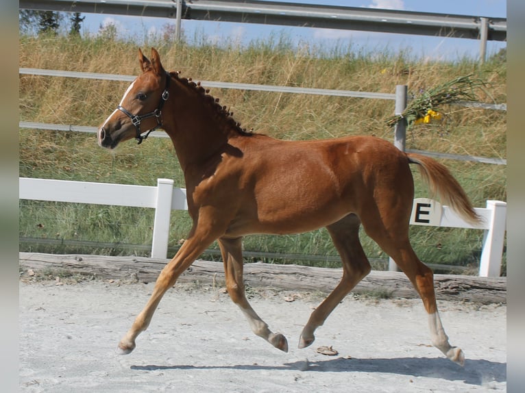 Altri pony/cavalli di piccola taglia Giumenta Puledri
 (03/2024) 139 cm Sauro in Naila