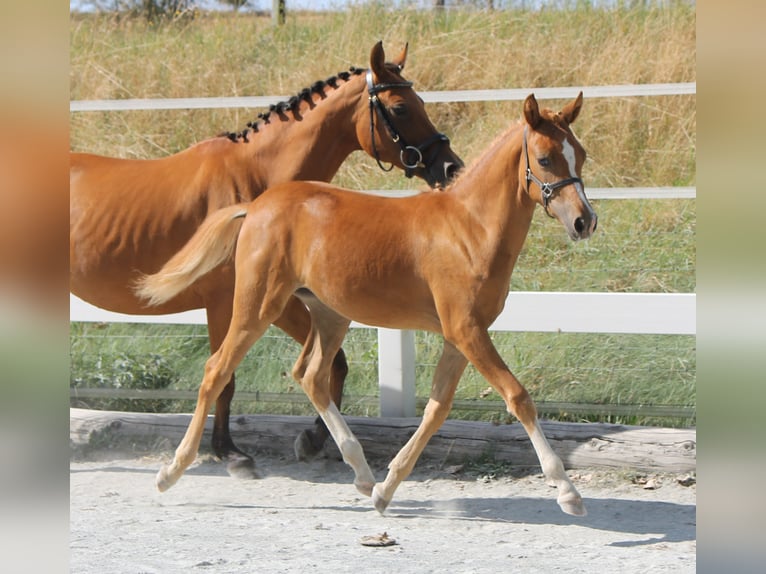 Altri pony/cavalli di piccola taglia Giumenta Puledri
 (03/2024) 139 cm Sauro in Naila