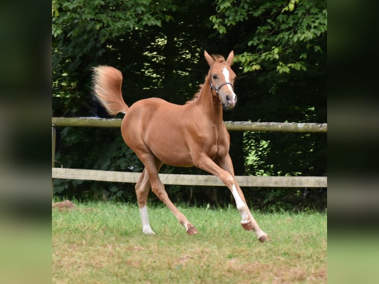 Altri pony/cavalli di piccola taglia Giumenta Puledri
 (03/2024) 139 cm Sauro in Naila