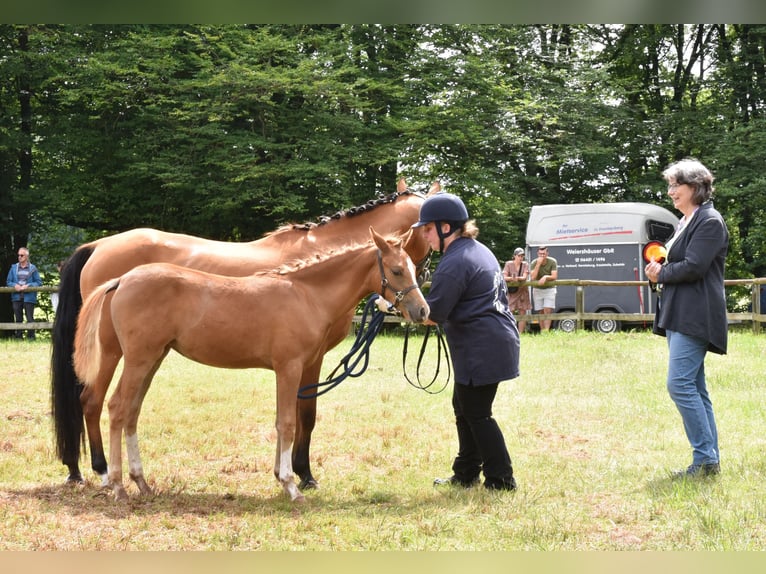 Altri pony/cavalli di piccola taglia Giumenta Puledri
 (03/2024) 139 cm Sauro in Naila